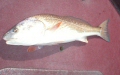 Redfish