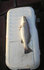 Topwater Speckled Trout